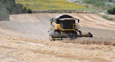Tarımsal üretim sürüyor... 160 ton buğday hasat edildi
