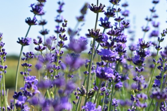 Lavantalar çiçek açtı!                              "Kent peyzajında kullanılacaklar"