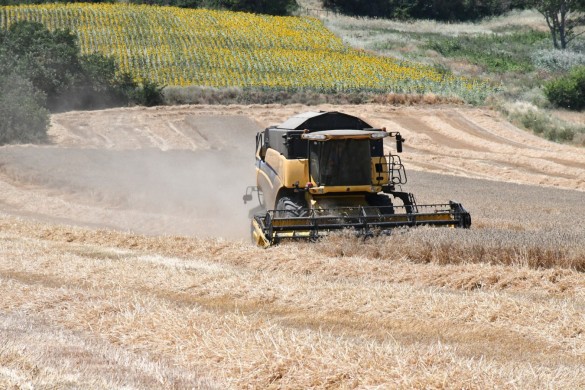 Tarımsal üretim sürüyor... 160 ton buğday hasat edildi