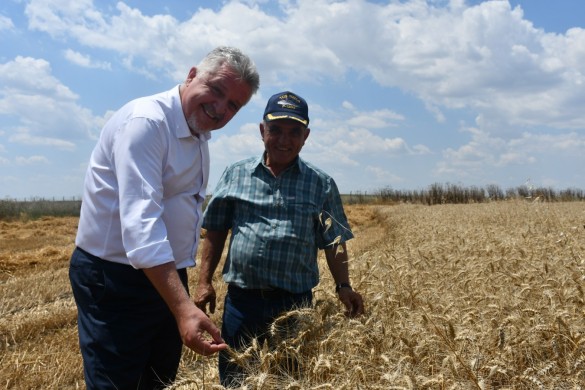 Lüleburgaz Belediyesi buğday hasadı yaptı  “Elde edilecek unlar ihtiyaç sahipleriyle paylaşılacak”